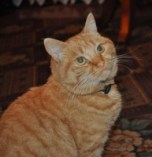 ginger_cat_200922